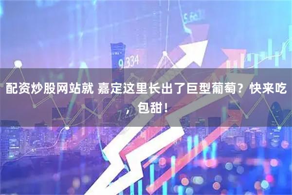 配资炒股网站就 嘉定这里长出了巨型葡萄？快来吃，包甜！